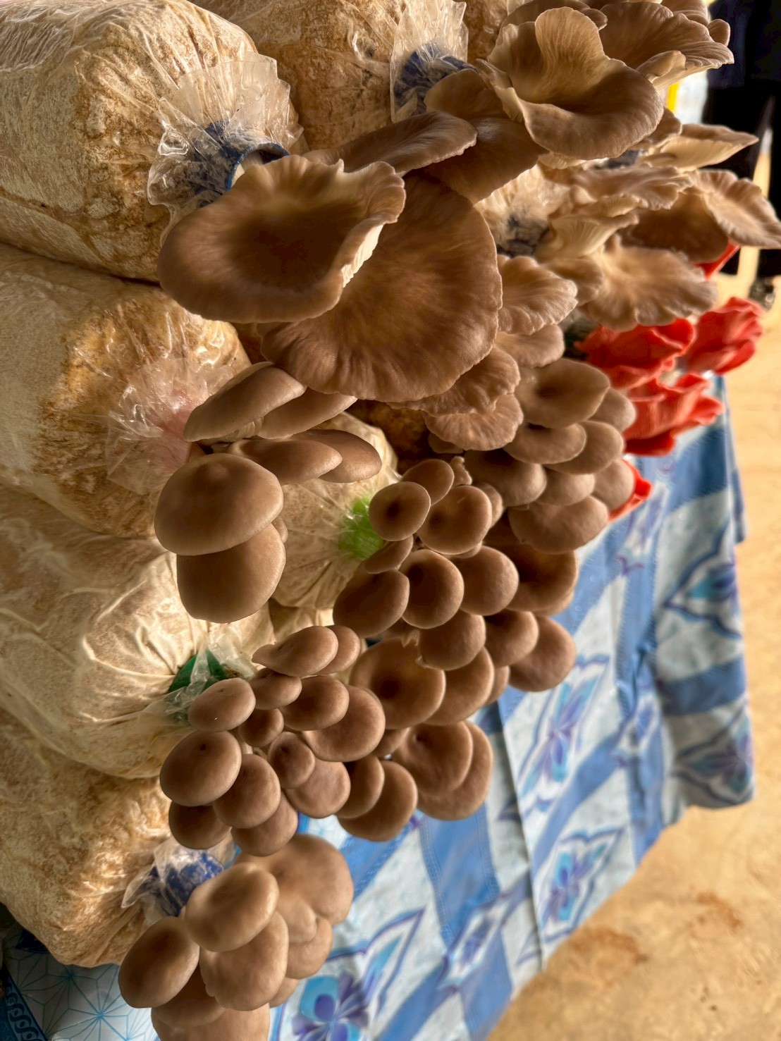 title - ส.ป.ก.จันทบุรี อบรมโครงการพัชรสุธาคชานุรักษ์ ปีงบประมาณ พ.ศ. 2569 